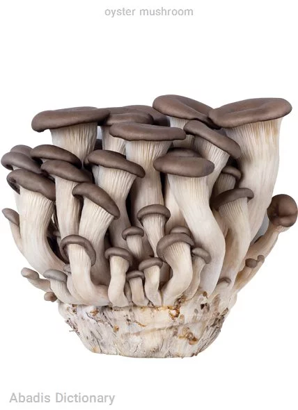 oyster mushroom